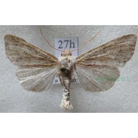 Parastichtis suspecta (Hübner, 1817) Czech27h